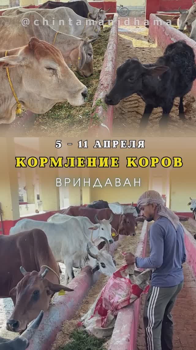 5 - 11 апреля. Видеоотчет о кормлении коров