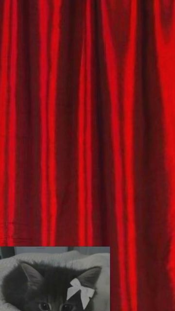 цирк девчонок