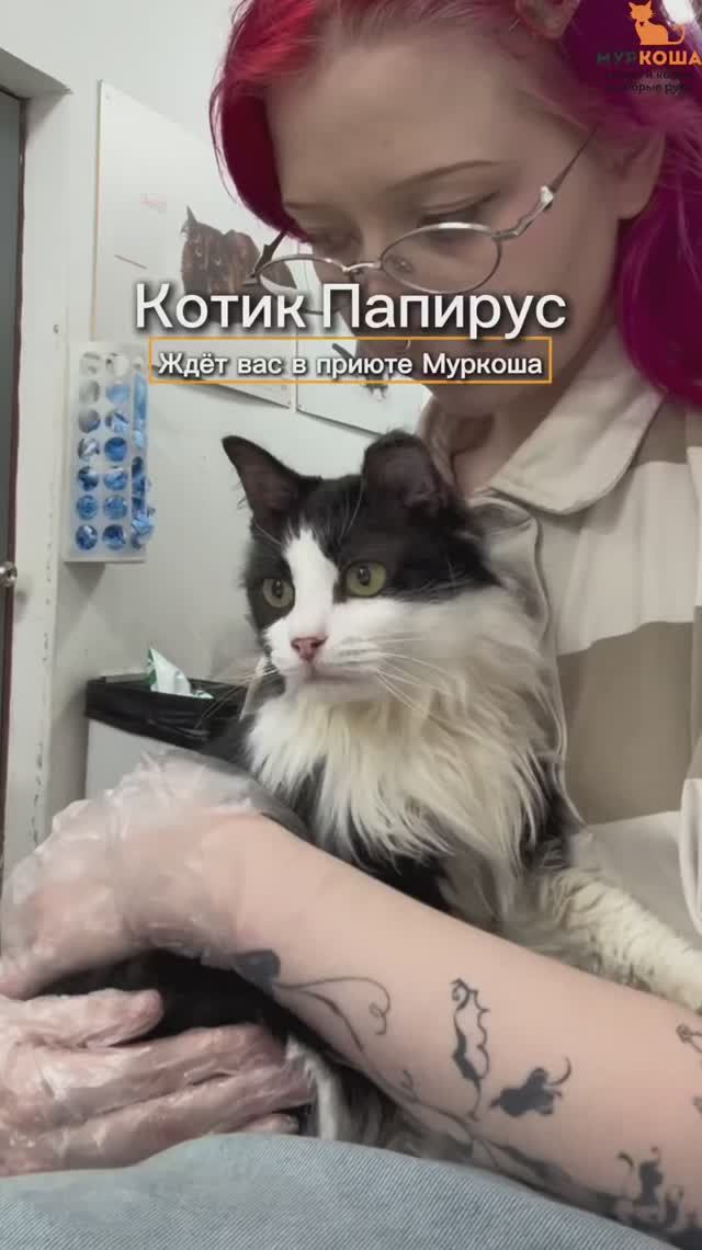 Папирус ждёт вас в приюте #Муркоша