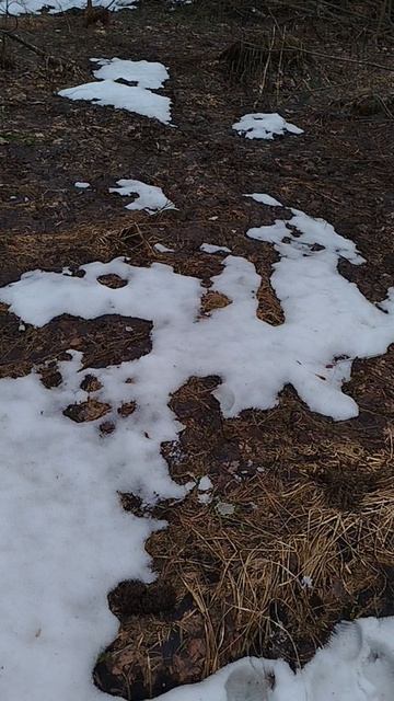 Дракон летит