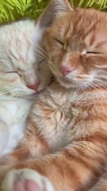 #юмор #прикол #смех #кот