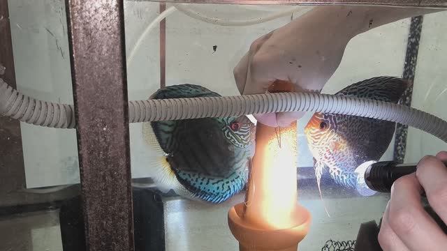 Технологии разведения дискусов