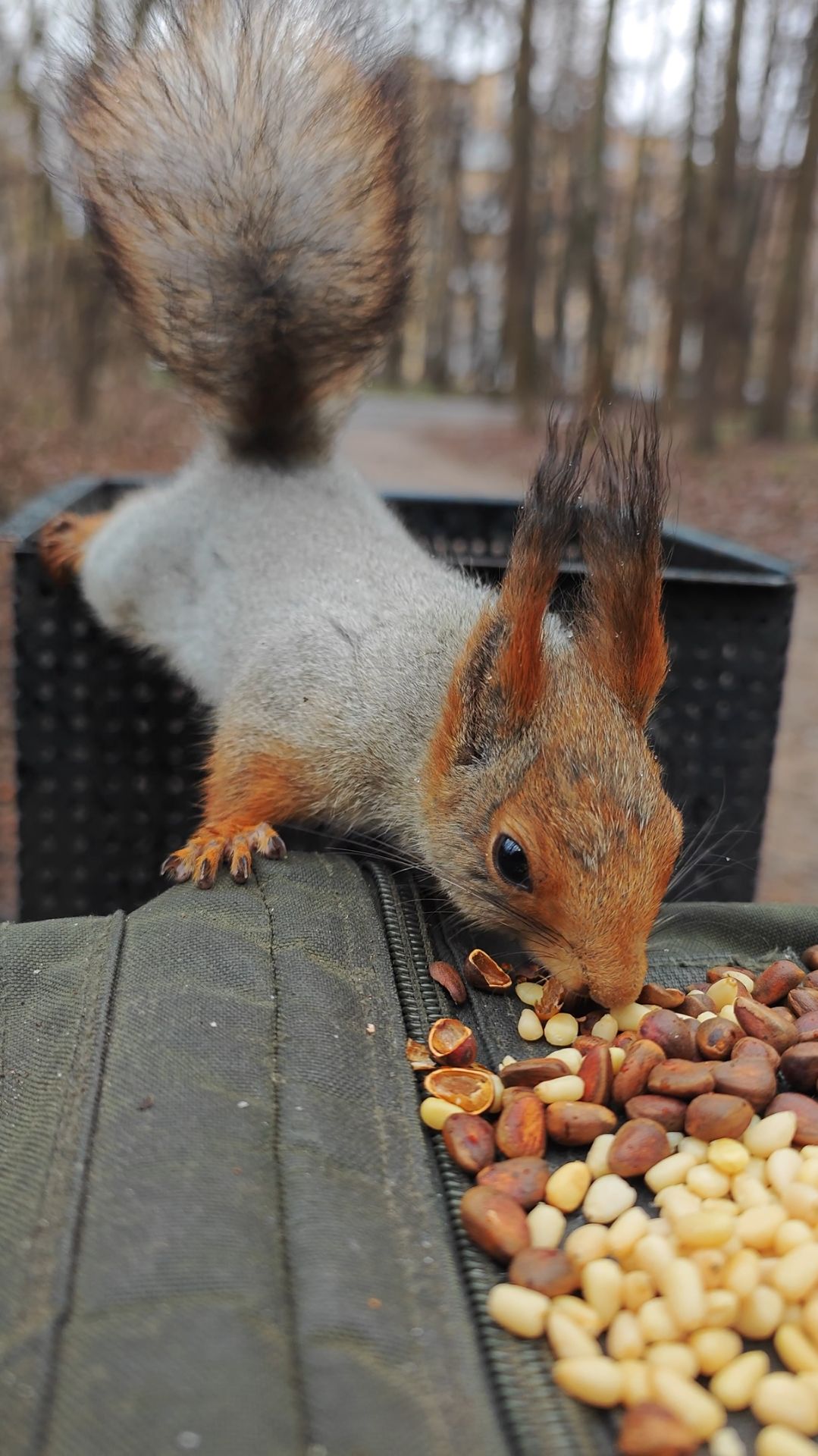 Белка ест орешки