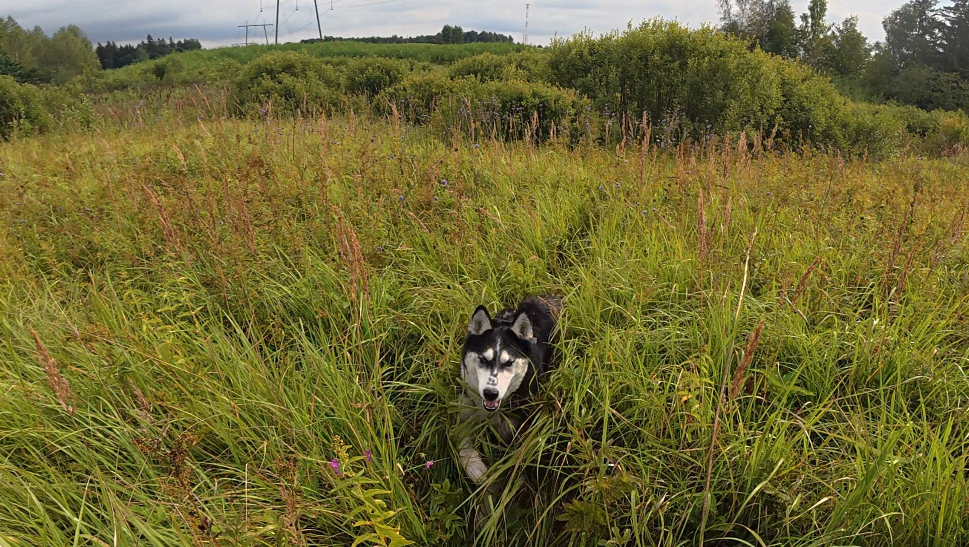С хаски Диком на поводке 150 метров. Дача. 21.06.2025 часть 2