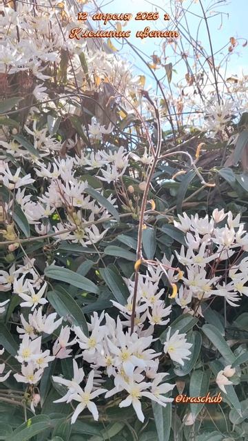 12 апреля 2026 г. Клематис буйно цветет  #ялта #ялта2026 #клематис