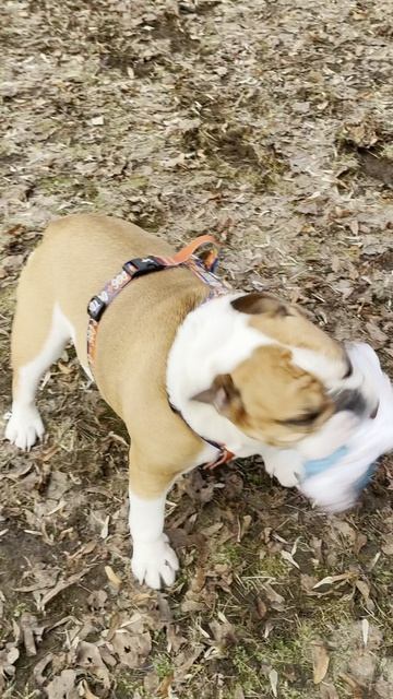 Игры продолжаются / Бульдожка и кане-корсо