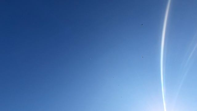 12.04.26 г. Андижанская порода голубей (1)