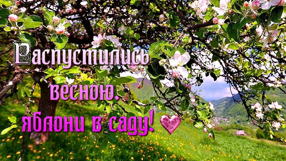 Распустились весною. яблони в саду (Авторская песня) - Музыкальный клип.