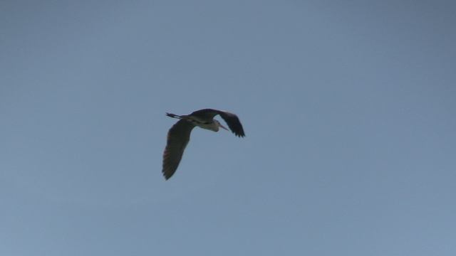 Море и летящие птицы.