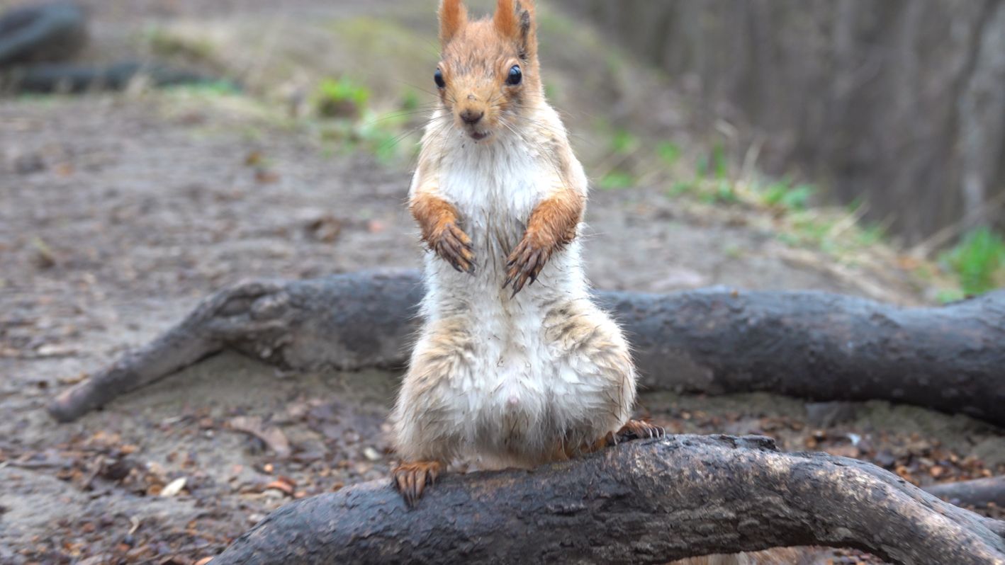 Белки. Небольшая зарисовка