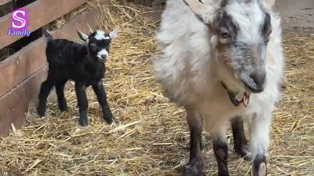 Тима И Эмма В Украинском Селе