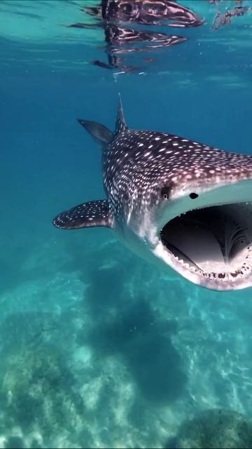 Гигантская акула: красота подводного мира #акулы #подводныймир #морскаяжизнь