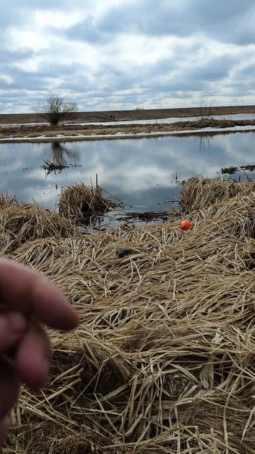 ОТКРЫЛ РЫБОЛОВНЫЙ СЕЗОН! ПЕРВАЯ КРАСНОПЕРКА! #shorts