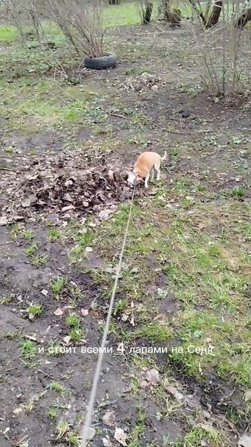 У Сени все стабильно. Погулял, поел, поспал - знак бесконечности 😁