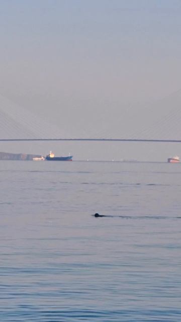 Морские прогулки Владивосток
#dvacapitanavl #морскиепрогулкивладивосток #морскиекотики