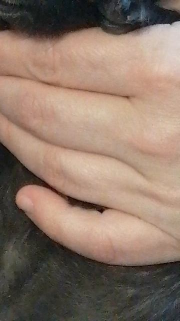 Звезда рутуба морсвин Гавр