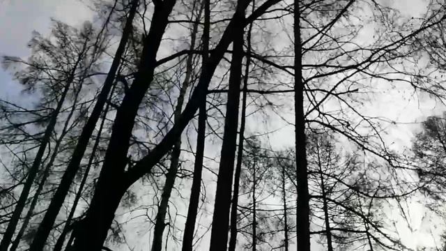 Сквозь деревья солнце глядя