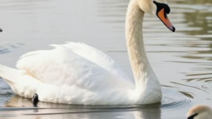 Лебедь на речке 11-04-2026