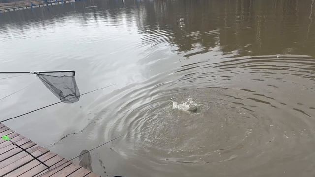 Поимки  форели !!!