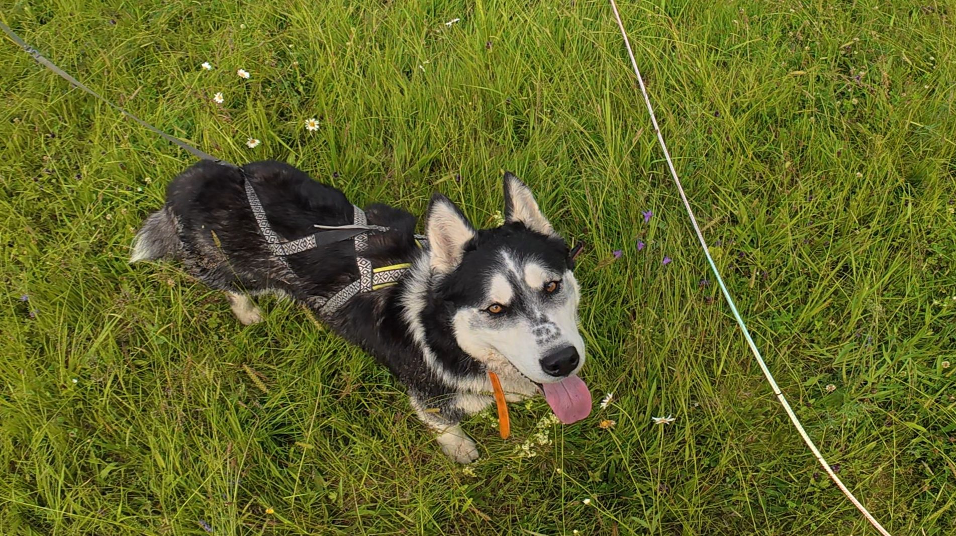 С хаски Диком на даче на поводке 150 метров 28.06.2025 часть 2