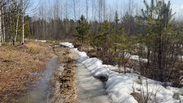 Прогулка по весеннему лесу, Алгатуй Иркутской области