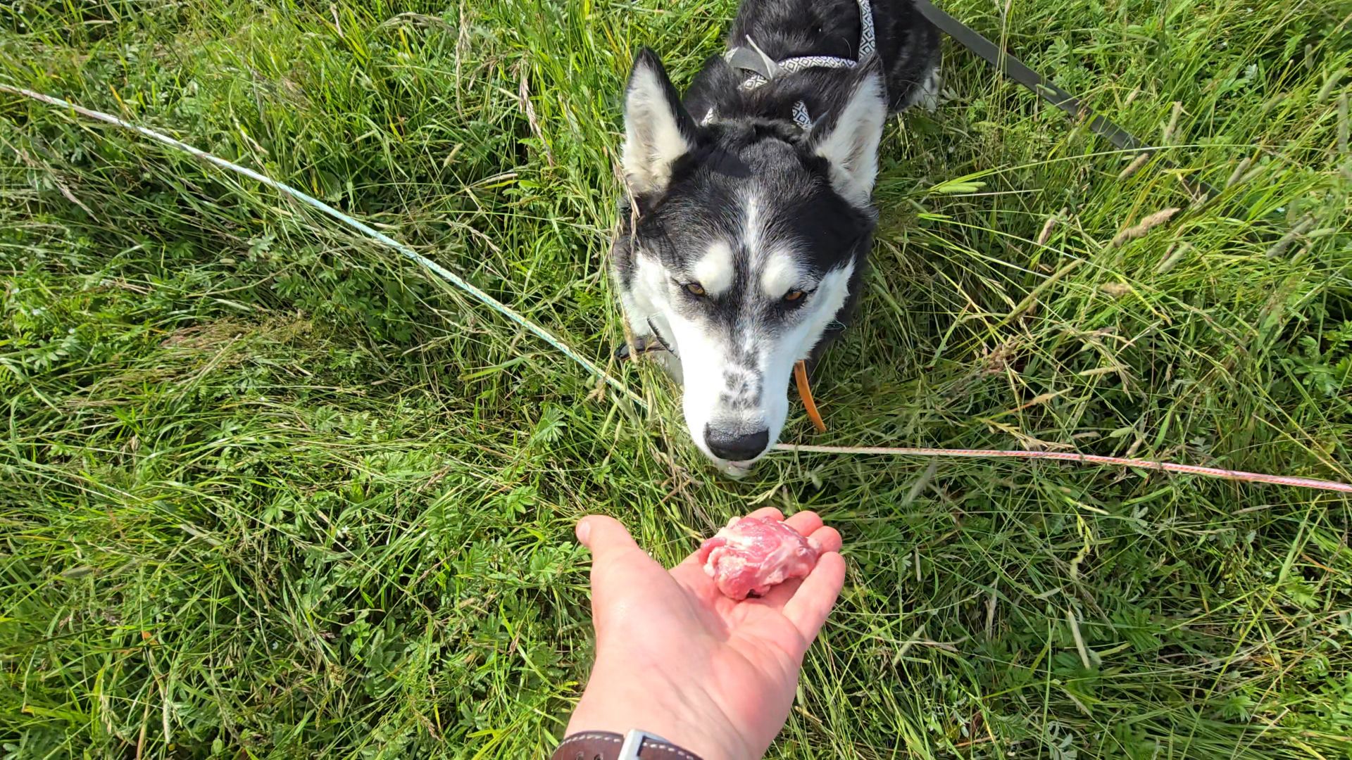 С хаски Диком на длинном поводке 5.07.2025