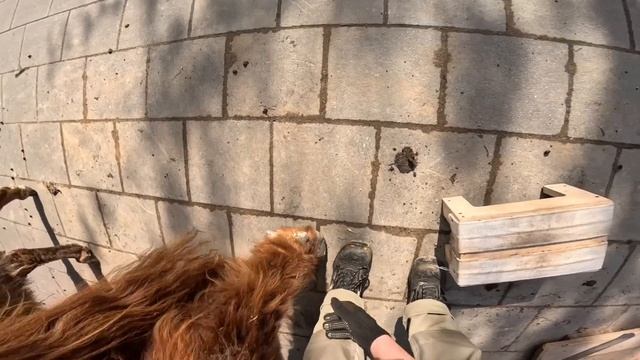 Тренинг шотландского бычка по имени Гаврюша в Московском зоопарке.