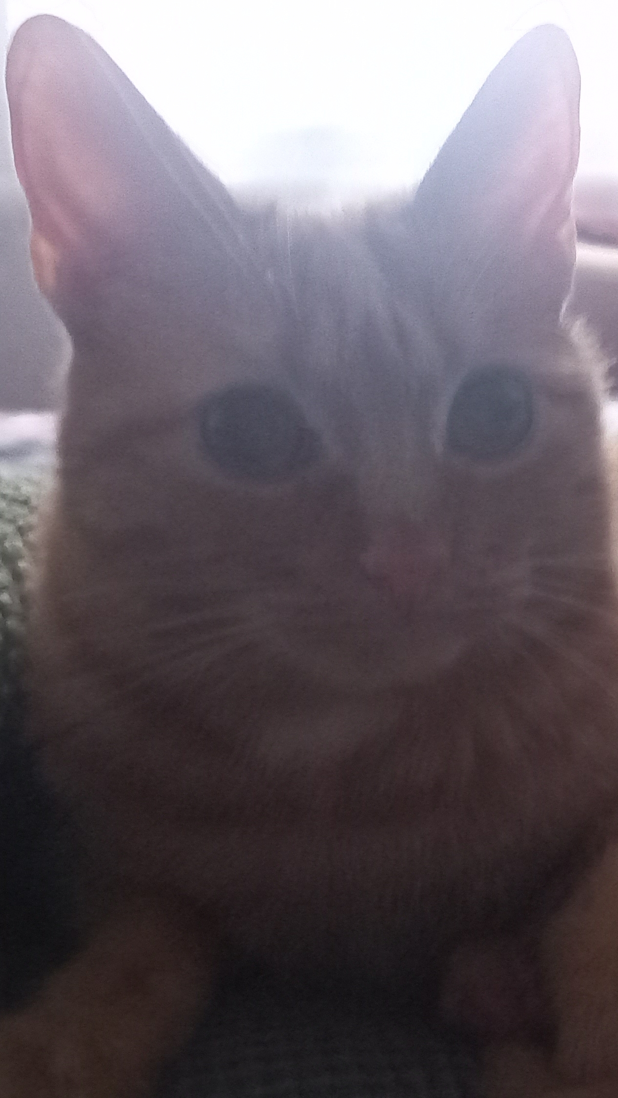 новый мем усталости