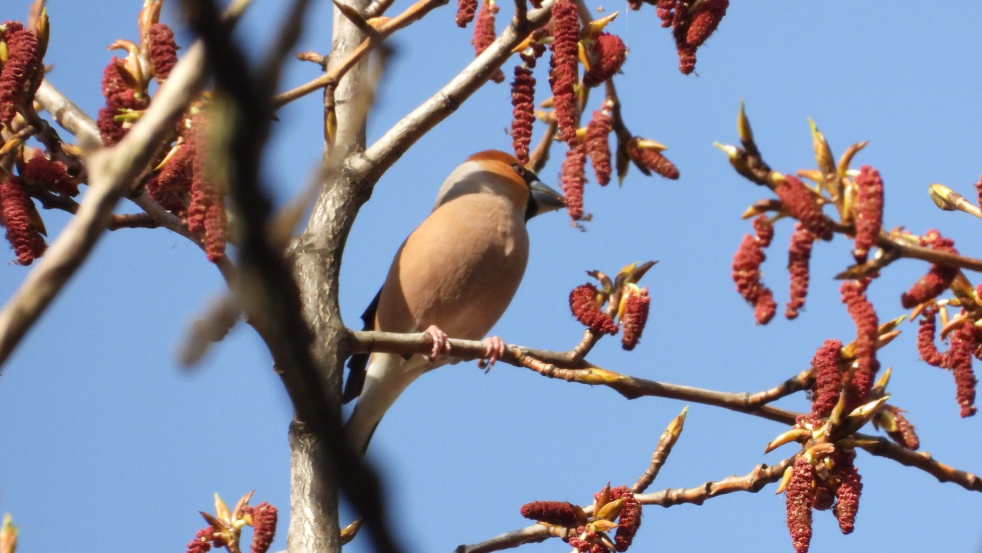 Дубонос, прилёт птиц весной в Великий Новгород, 12 апреля 2026