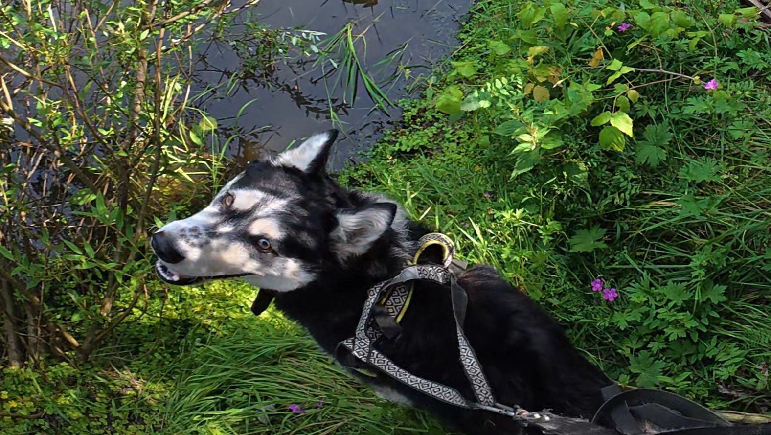 С хаски Диком на даче в полях 12.07.2025