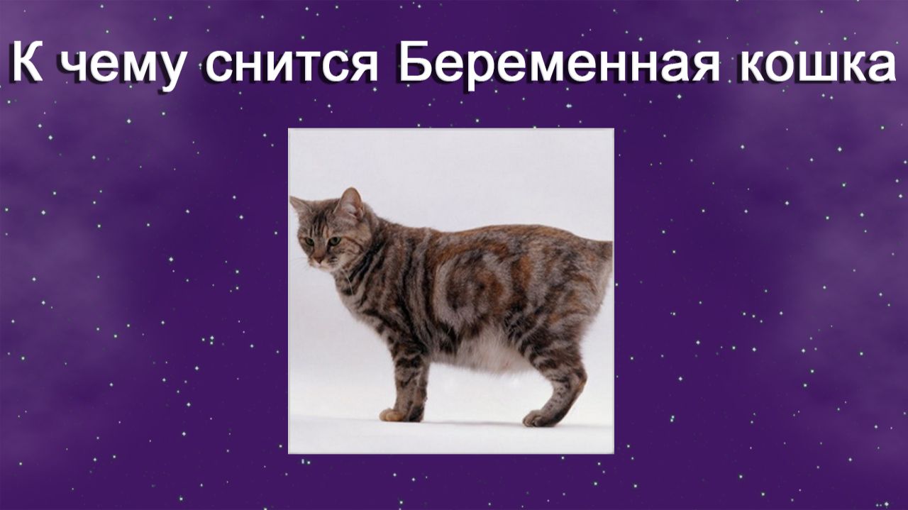 К чему снится Беременная кошка - толкование сна