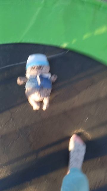 отдых на батуте с Басиком🐱