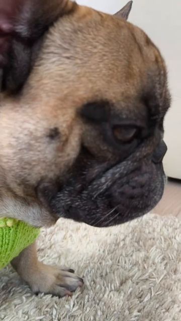 Потенциально опасный пёс #французскийбульдог #собакиприколы #бульдоги #игрыссобакой #соб