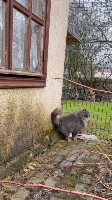 Серая грация…