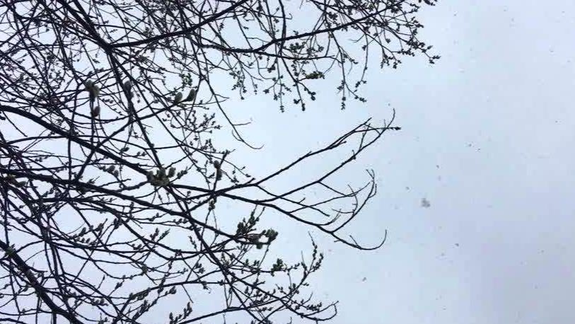 Снег на Пасху