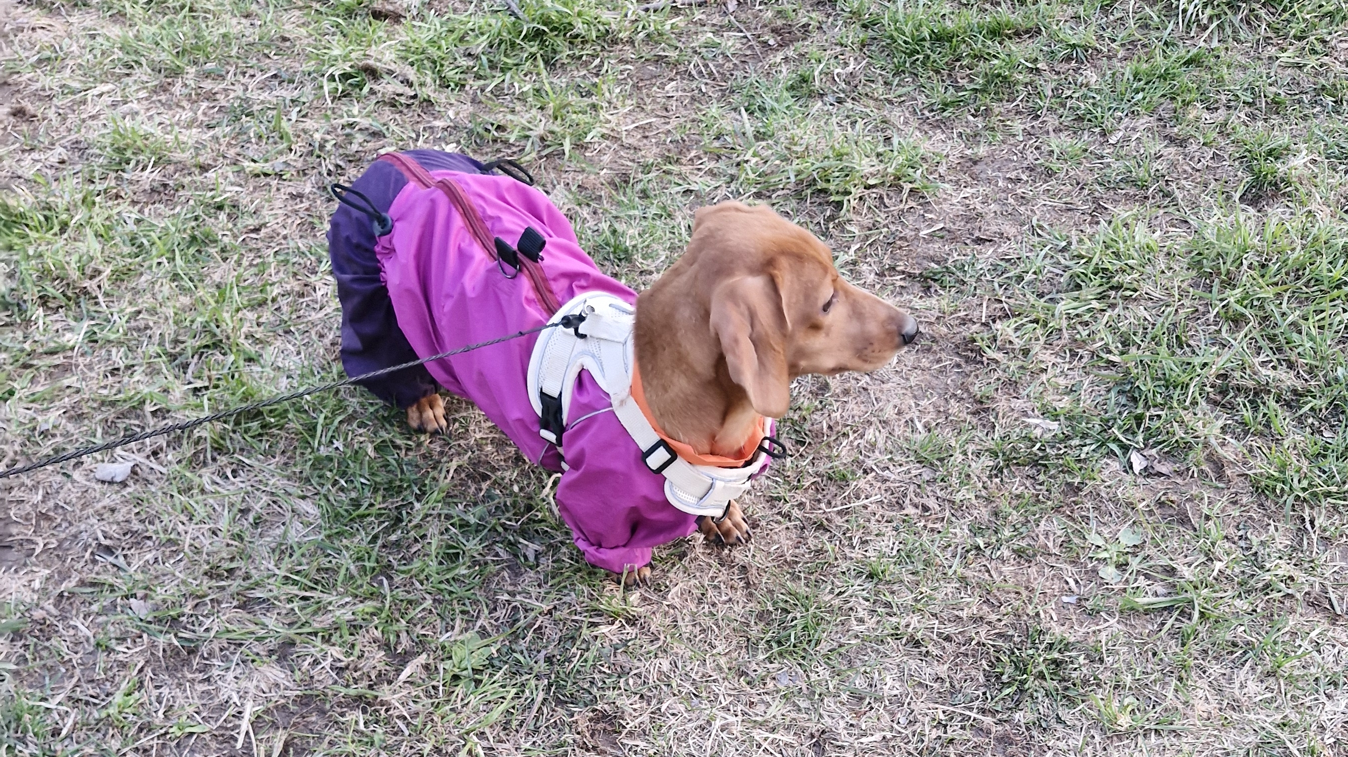 Прогулка Весты