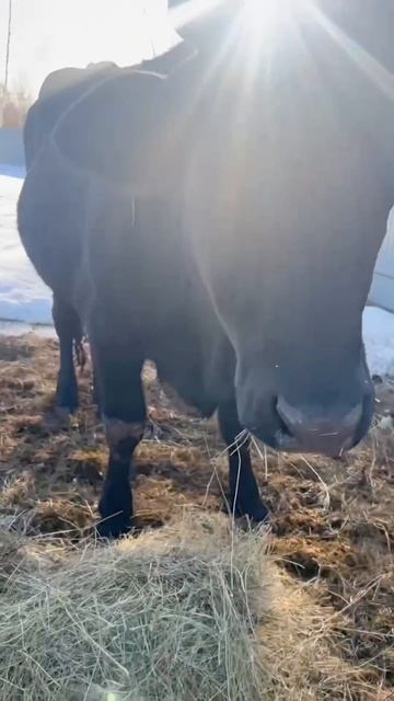 У девчонок своя атмосфера 🌸😌
#приютСудьба #приютдляживотных #животные #коровы