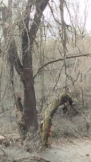 Долина реки Сетунь