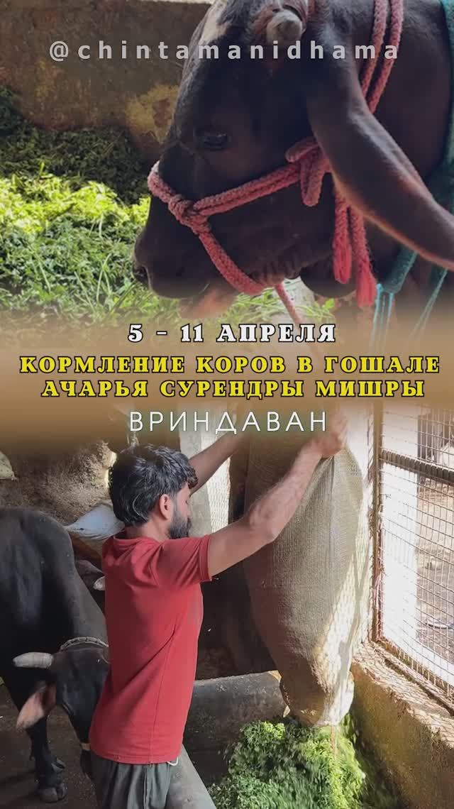 5 - 11 апреля. Видеоотчет о кормлении коров в гошале Ачарья Сурендры Мишры
