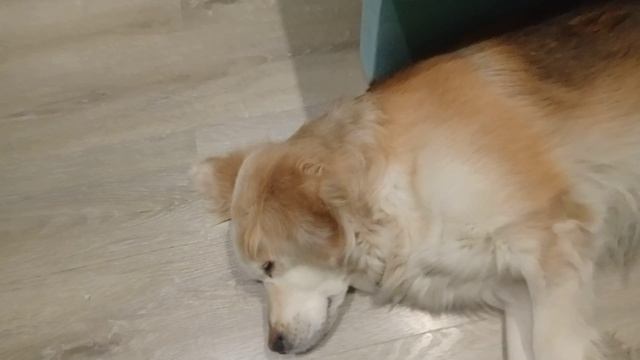 мои домашние животные