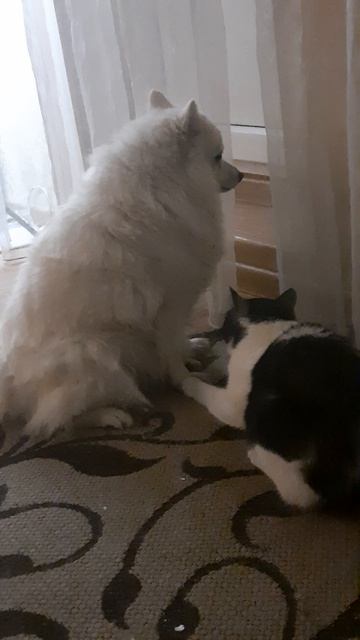 Два килограмма злости против 10 кг доброты