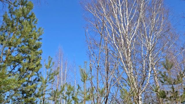 3304.mp4Весенний лес.