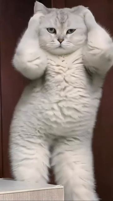 Автор видео: Sunnybravoo