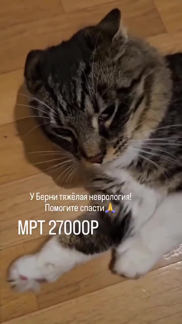СРОЧНЫЙ СБОР НА MPT ДЛЯ БЕРНИ