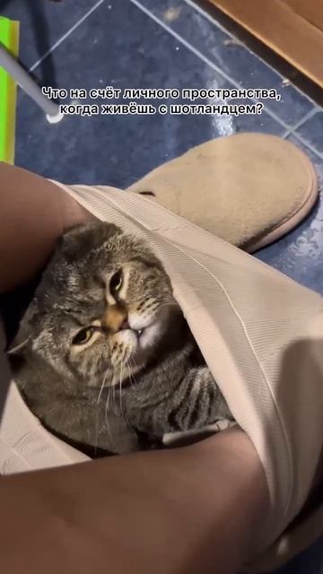 Автор видео: Mimicats_cattery