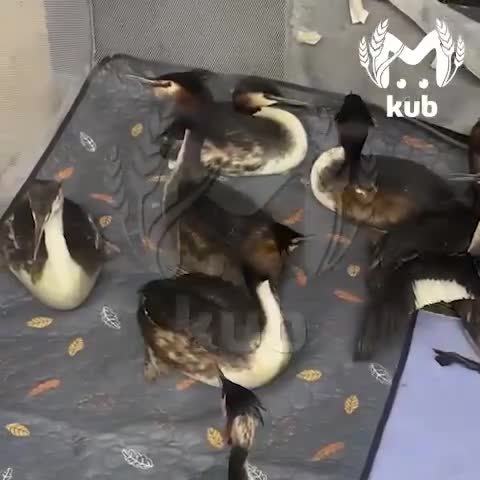 Птиц в мазуте на побережье Анапы стало больше. Волонтёры помыли и очистили уже примерно 130 штук.