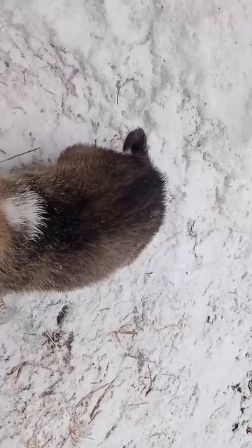 Мой пёсик женя