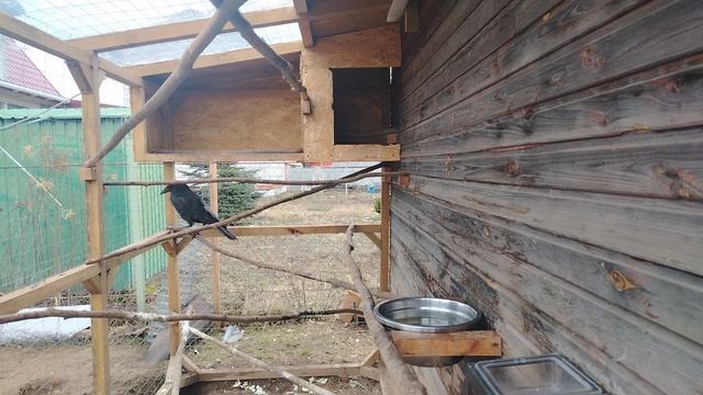 Ворон Гриша 12 апреля, с праздником