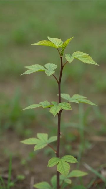 Зеленое чудо: жизнь растения #растения #природа #экология