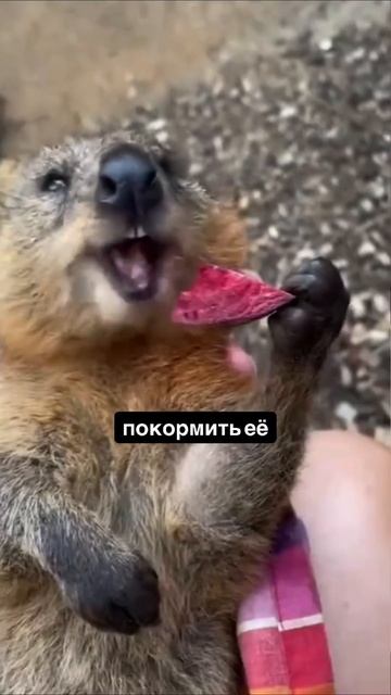 #мемы #приколы #ржака #жиза #смешно